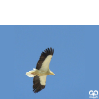 گونه کرکس مصری Egyptian Vulture